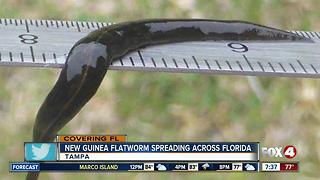 Toxic worm now appearing in Tampa Bay neighborhoods