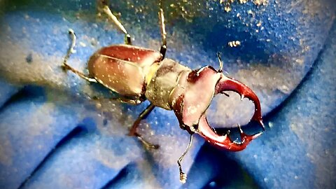 Male Stag Beetle Rescue