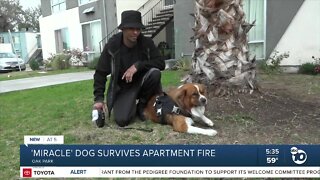 'Miracle' dog survives Oak Park apartment fire