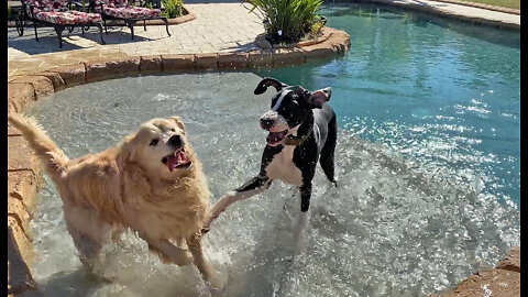 Great Dane Puppy & Golden Retriever Love Wrestling In The Pool & Dirt