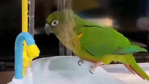 "Shower Time Shenanigans: Parrot's Bath Time Fun!"
