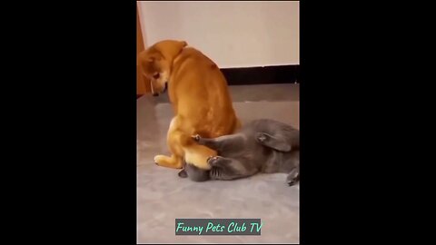 Funniest 😾 Animals 2024 15 Best Funny 😺 Cats and Dogs 🔥 Videeo 😂