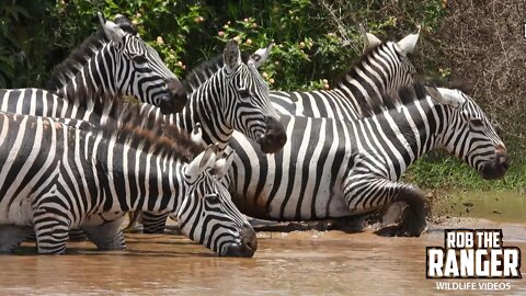 Thirsty Amboseli Zebra Herd | Zebra Plains Safari