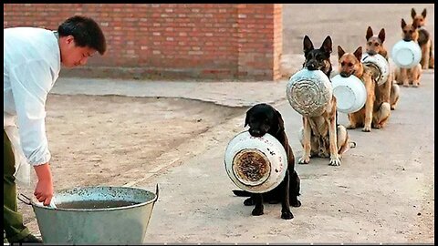 Best Trained And Disciplined Dog in world