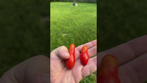 More Tomatoes! (Garden Update Autumn 2023)