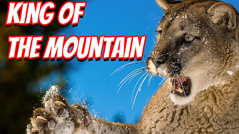 How Deadly The Mountain Lions Is!