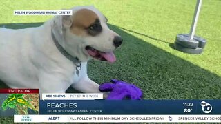 Pet of the Week: Peaches