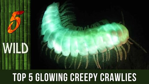 Top 5 Creepy Crawlies That Glows In The Dark | 5 WILD