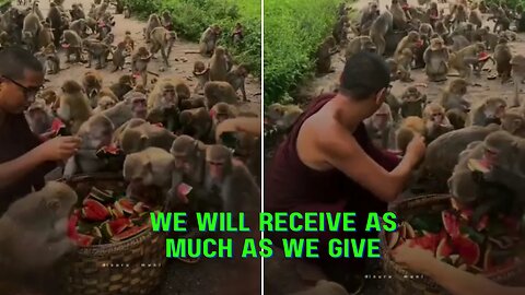 We will receive as much as we give🐕🐒🐤🦢| monkeys | #monkey