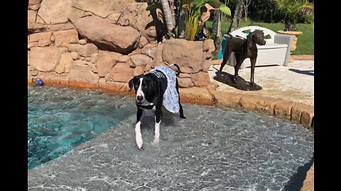 Funny Great Dane Goes Dipping & Sipping In Her Halloween Costume