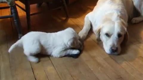 Puppy desperately wants to play with her dad