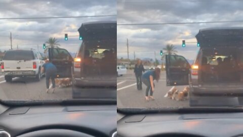 Brave lady gets out of her car to save stray dogs from traffic