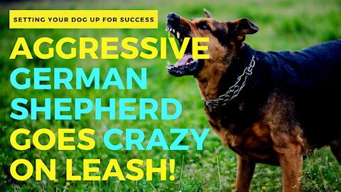 AGGRESSIVE GERMAN SHEPHERD GOES CRAZY ON LEASH!