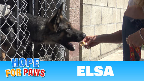 Homeless German Shepherd with an embedded collar and a broken paw needed our help.