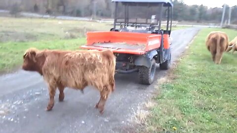 Hybrid, Highland & Galloway Cattle move from Lower to Driveway Pasture & Forgot to Close Road Gate!