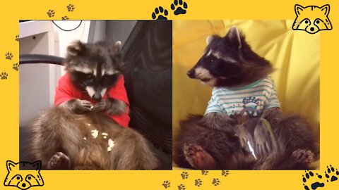 Baby Raccoon Video: Raccoons Wearing Clothes || Too cute to handle