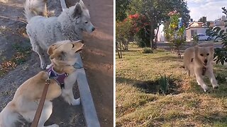 Dog Loves To Play Tag With His Friends