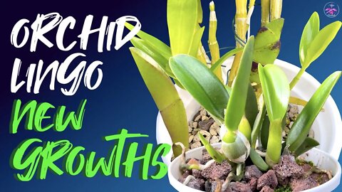Why New Growths Fail / Rot | Troubleshooting & Tips to avoid loosing new growths on orchids 👍🏼💪🏼