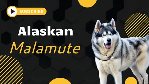 Is the Alaskan Malamute the Perfect Dog Breed for You? Watch and Find Out!