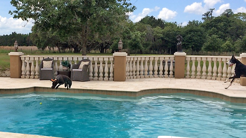 Great Dane and German Short Haired Pointer Pool Party
