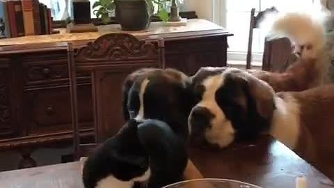 Saint Bernards desperate to play with kitty friend