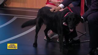 Pet of the week: Dixie is a 3-year-old Labrashepherd who needs a forever home