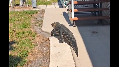 Gator Bait: Big Alligator at My Door