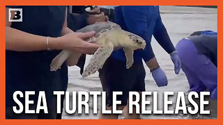 Sea Turtles Brought Back to Ocean After Being Saved from Low-Temperature Conditions
