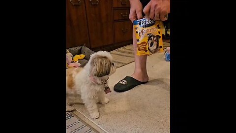 Rosie The Shihtzu And Her Favorite Treats