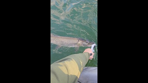 5 lb Pike st Lawrence river