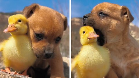 Adorable puppy loves baby duck