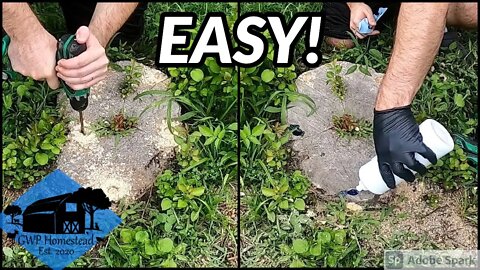 The EASIEST Way to Kill a Tree Stump
