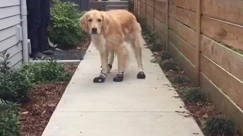 Golden Retriever humorously breaks in new shoes