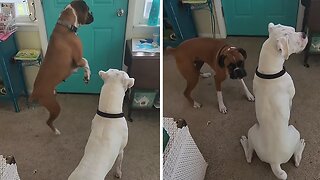 Excited Dog Welcomes Home His Little Owner