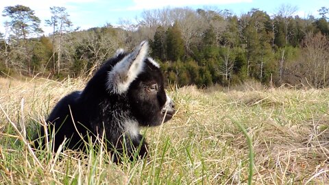 Adorable Baby Goat Relaxing in the field, wait till you see Mama