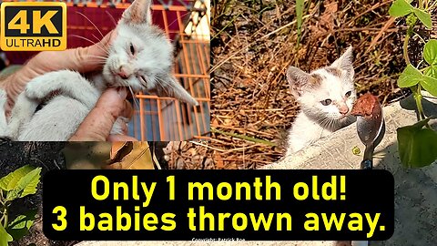 1 month baby kittens just left to die - an Irishman's travels