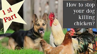 PART 1 What to do when your dog attack or kill the chickens