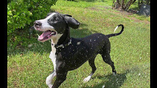 Joyful Puppy's First Ever Run Through The Sprinklers