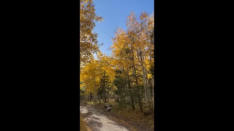 Autumn Inner Basin Trail