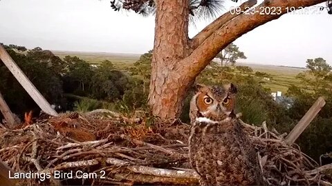 Pair of Great Horned Owls Visit Nest Separately 🦉 09/23/23 19:30