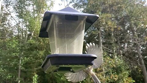 another slo mo chickadee