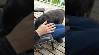 This Is How Rottweilers Attack! BEWARE! #shorts #funny #animallover #youtubeshorts #rottweiler