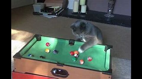 Cute cats playing pool table- very cute videos - cute cats