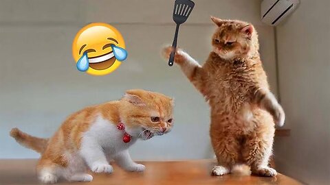 Crazy cats gone mad - Hilarious cats reactions