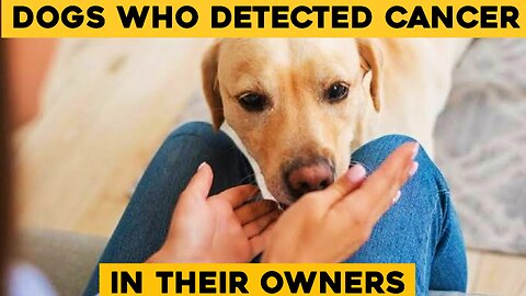 Dogs Who Detected Cancer In Their Owners Before Doctor Did