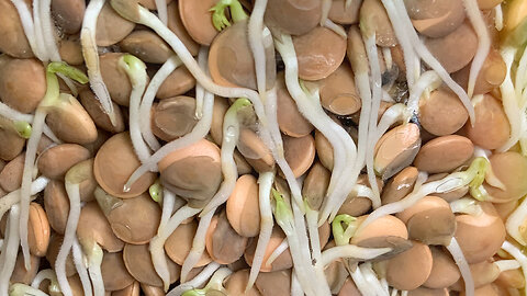 Sprouted Lentils for Your Chickens