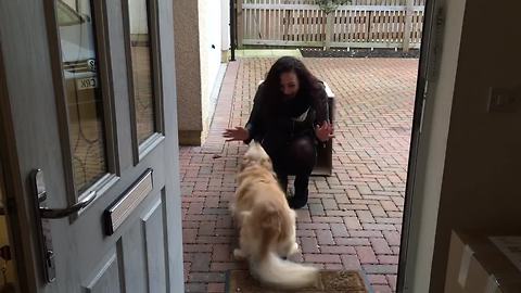 Dog Gets Ready For Big Surprise, Can’t Hold Back Excitement When She Sees It