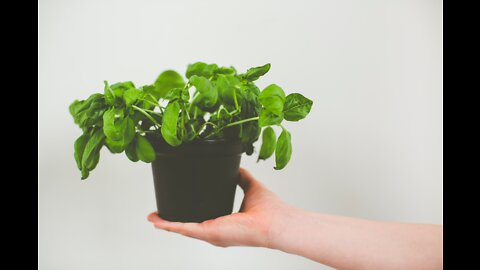 What are the 5 major uses of basil