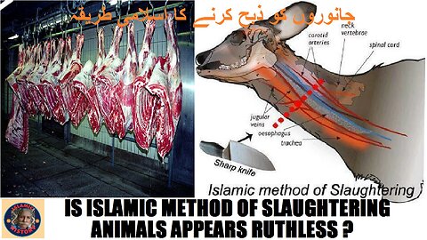 Islamic Method of Slaughtering Animals | جانوروں کو ذبح کرنے کا اسلامی طریقہ
