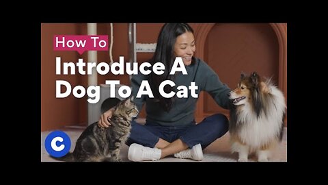 HOW TO INTRODUCE A DOG TO A CAT